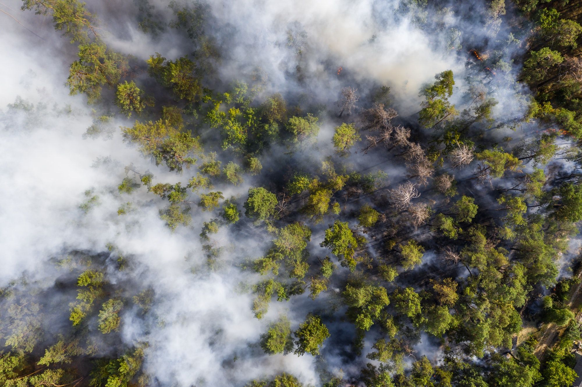 Aerial view of wildfire in forest. Burning forest and huge clouds of smoke