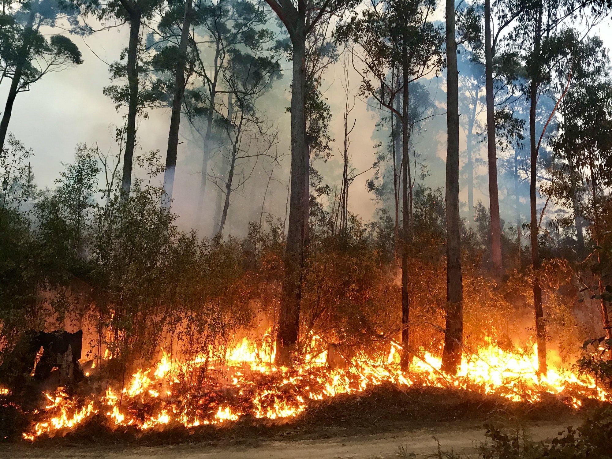A bushfire burning along the side of a dirt road.